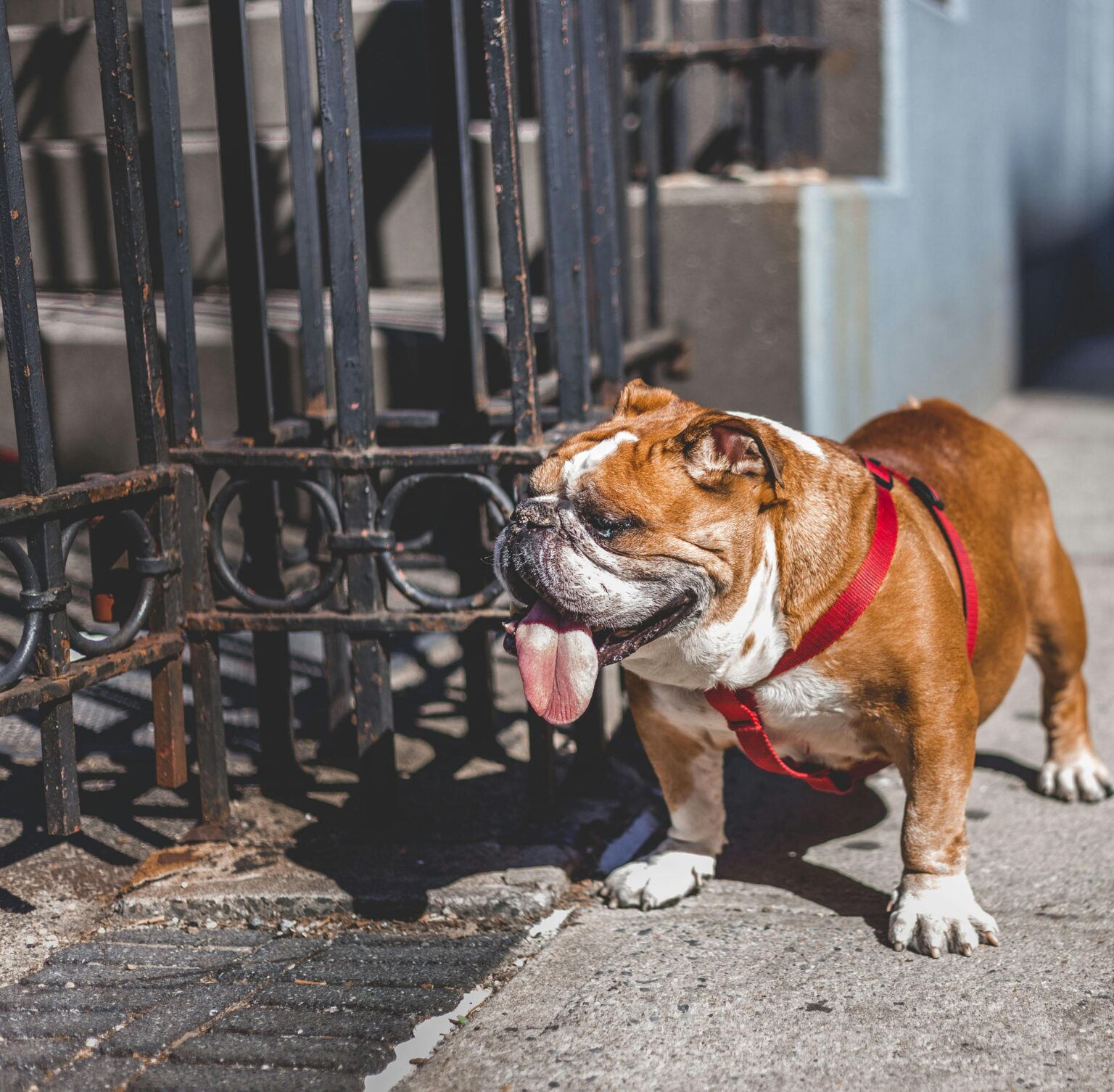 English Bulldog Overheats