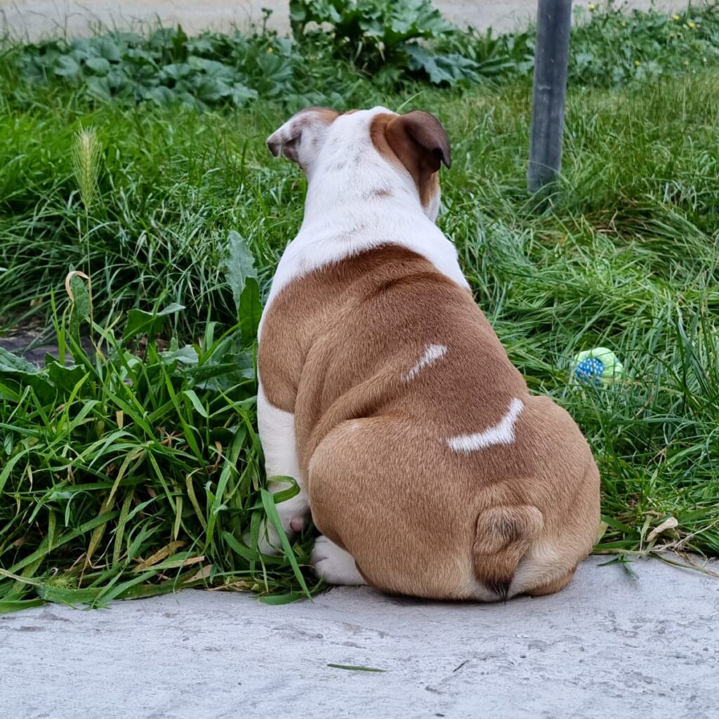 English Bulldog Stubborn