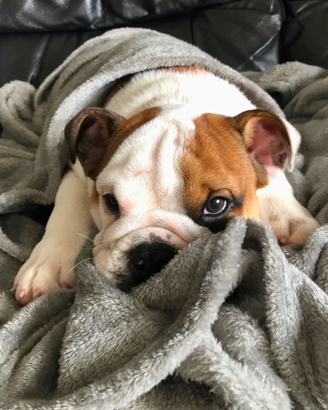 English Bulldog Stubborn Hide