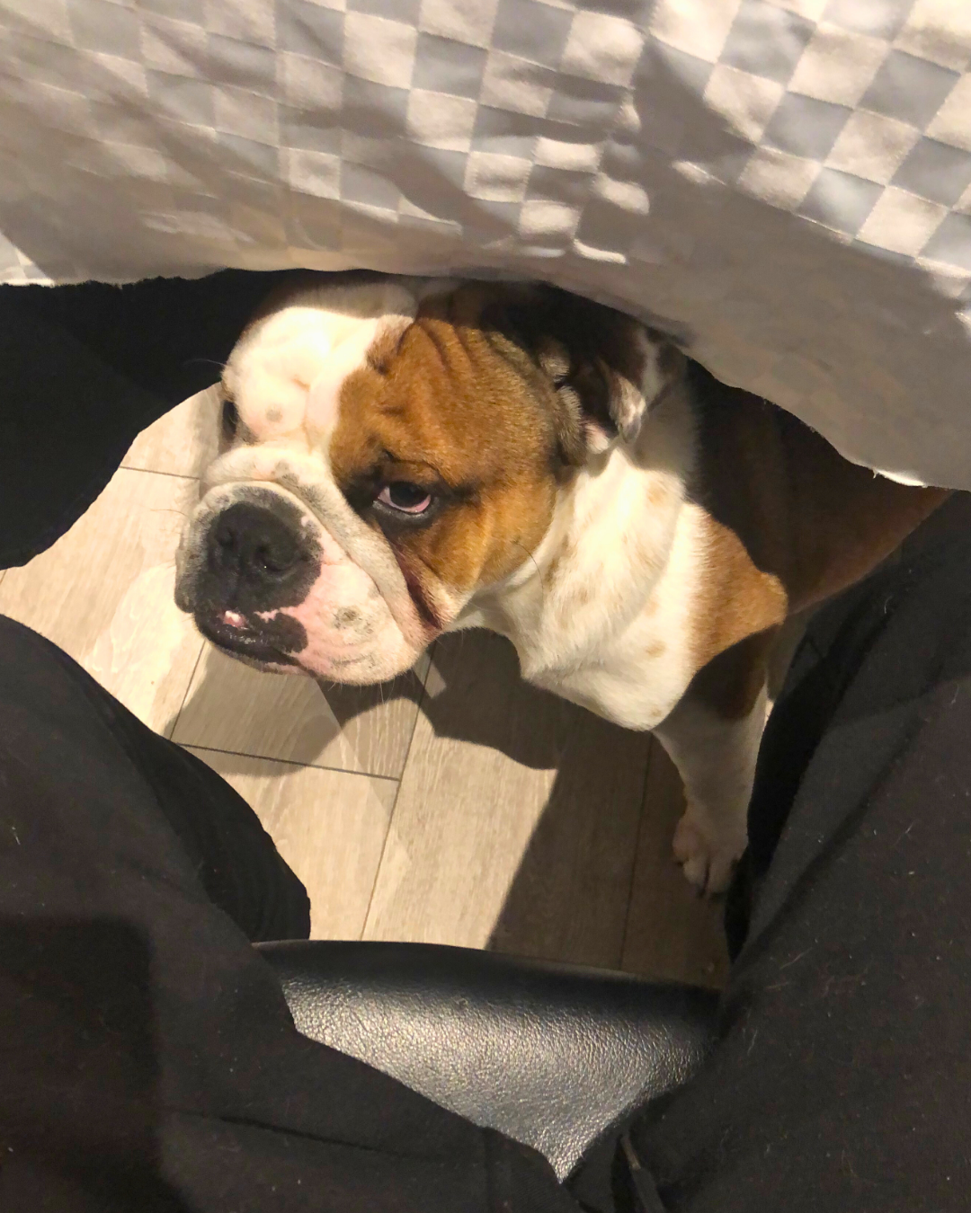 English Bulldog Stubborn Hiding Spot