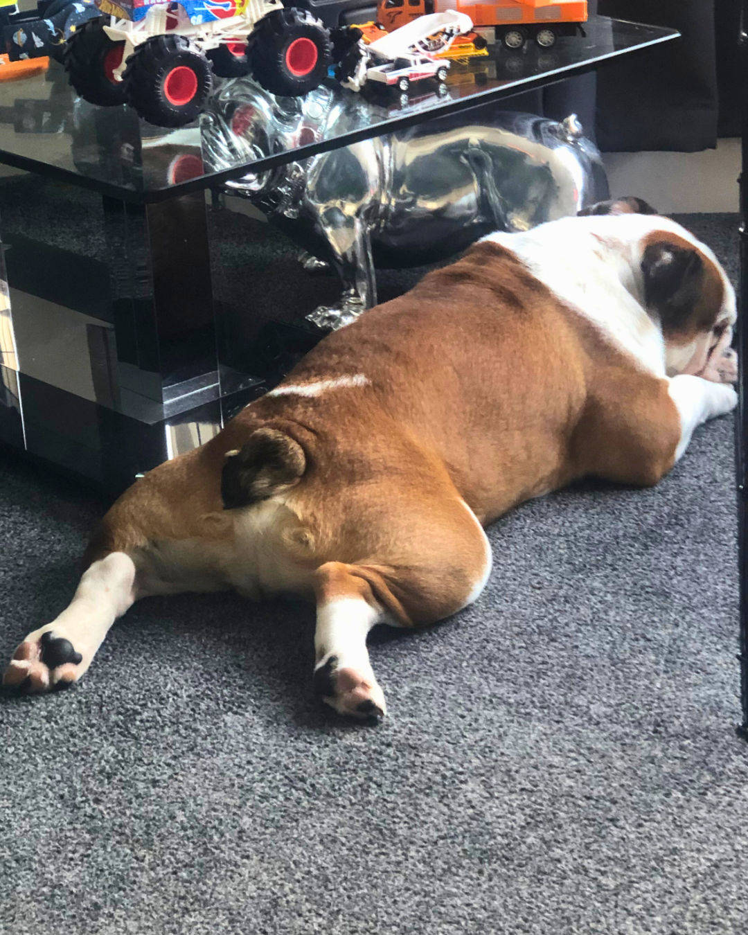 English Bulldog Stubborn Run and Hide