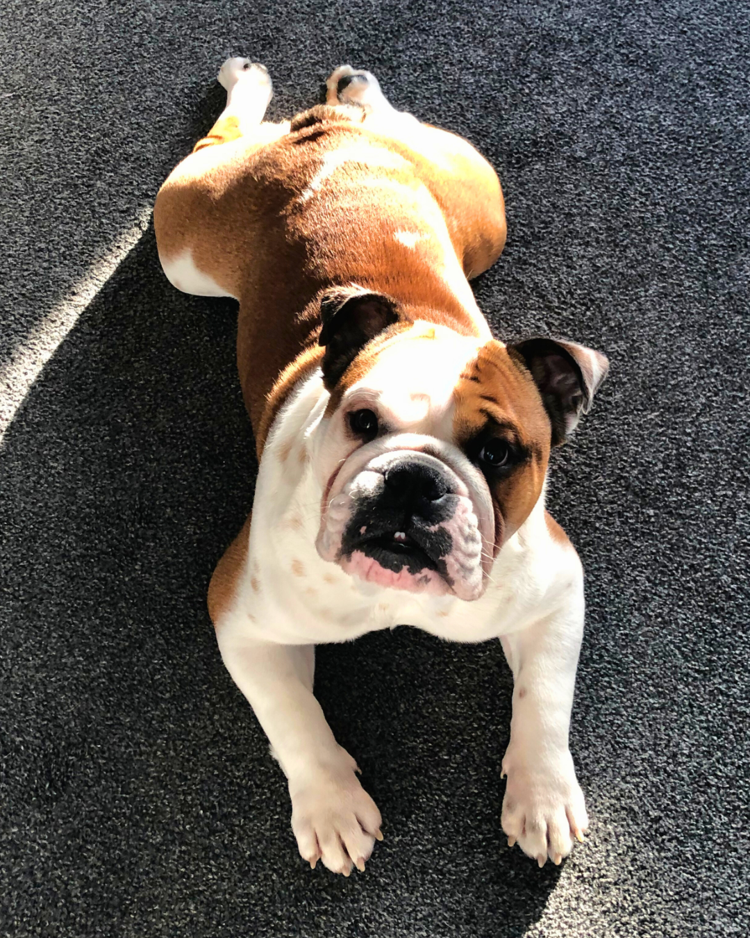 English Bulldog Stubborn The Flop