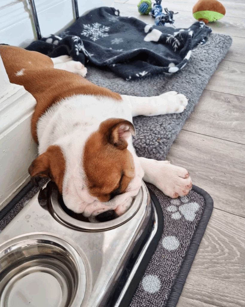 English bulldog puppy, red and white, fallen asleep in a metal food bowl.