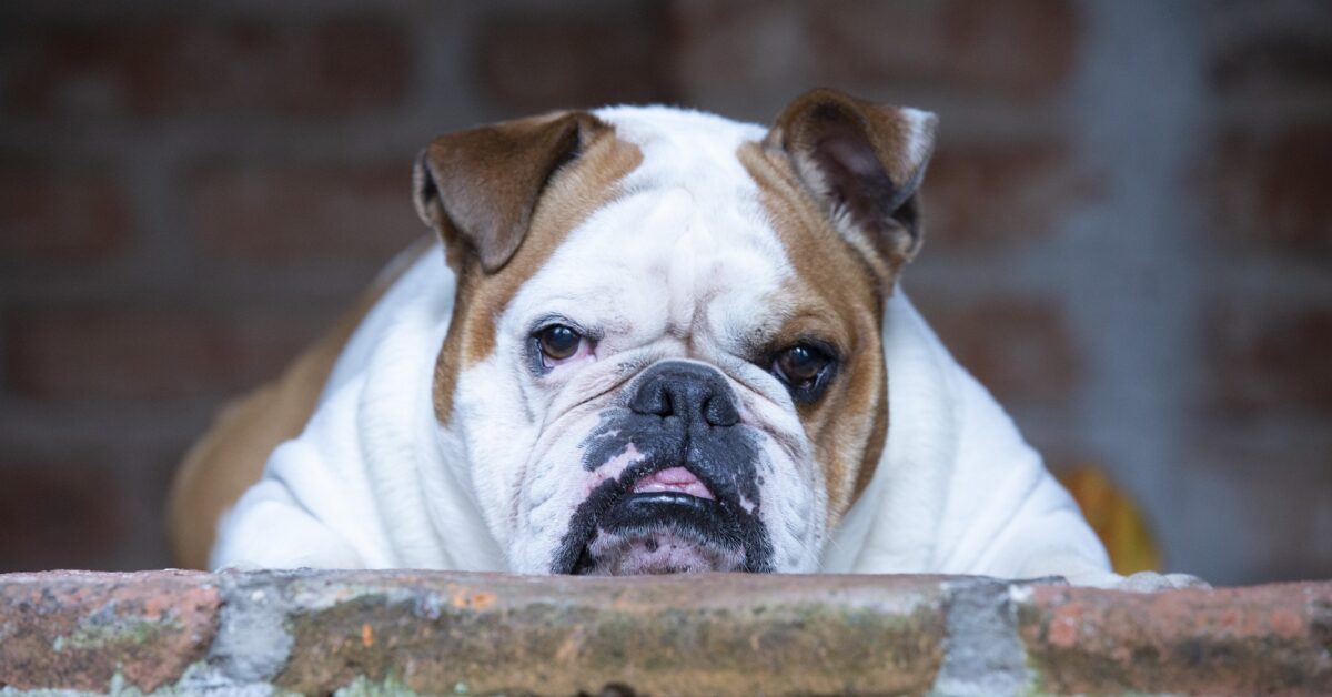 English or British Bulldog