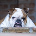 English or British Bulldog