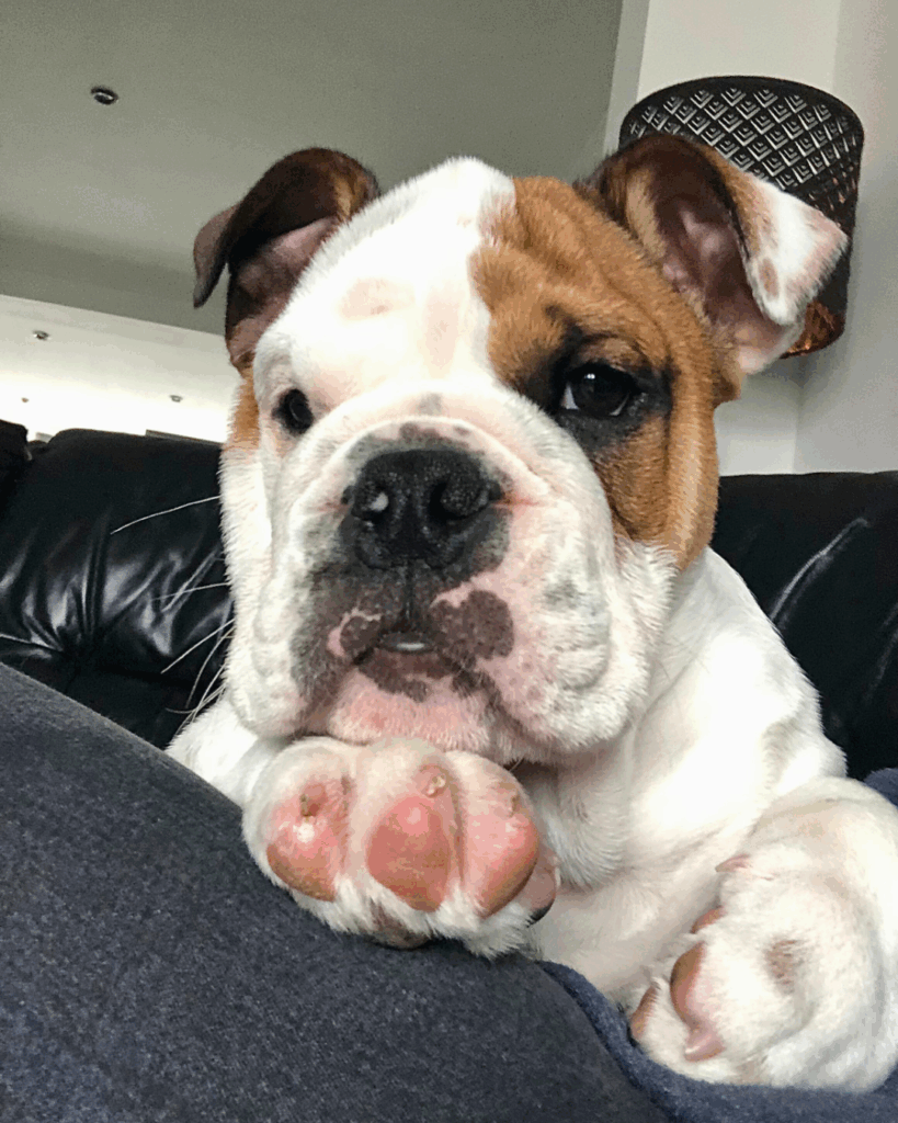 Frank English Bulldogs Eat