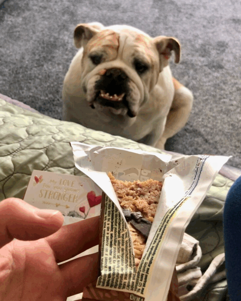 Greedy English Bulldogs Eat
