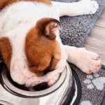 How Much Should English Bulldogs Eat