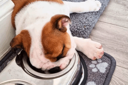 How Much Should English Bulldogs Eat