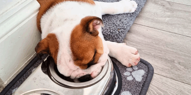 How Much Should English Bulldogs Eat