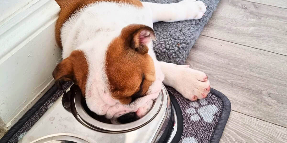 How Much Should English Bulldogs Eat