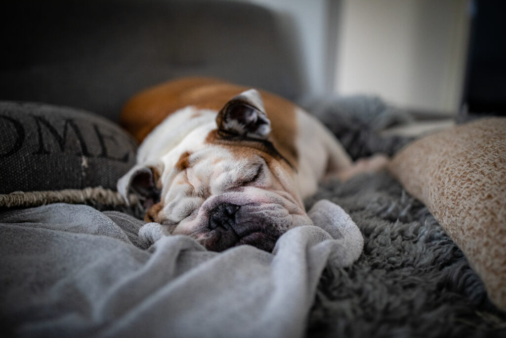 How Much Should English Bulldogs Sleep