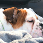 How Much Should English Bulldogs Sleep