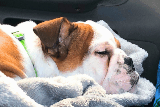 How Much Should English Bulldogs Sleep