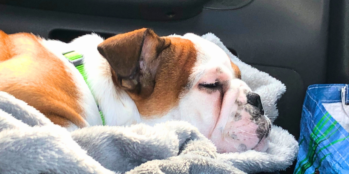 How Much Should English Bulldogs Sleep