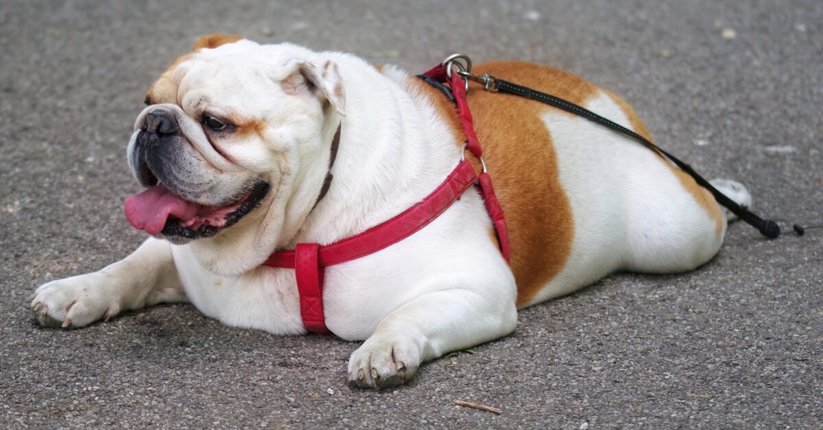 How to Tell if a Bulldog Limp is Serious