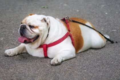 How to Tell if a Bulldog Limp is Serious