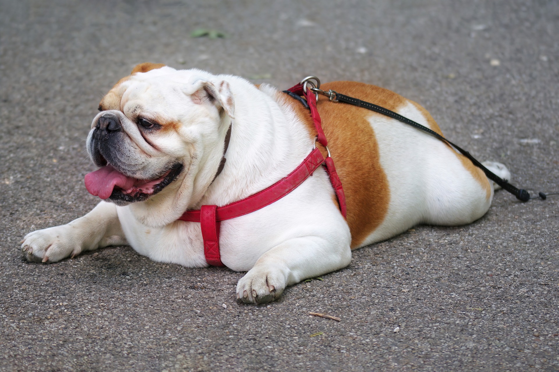 How to Tell if a Bulldog Limp is Serious