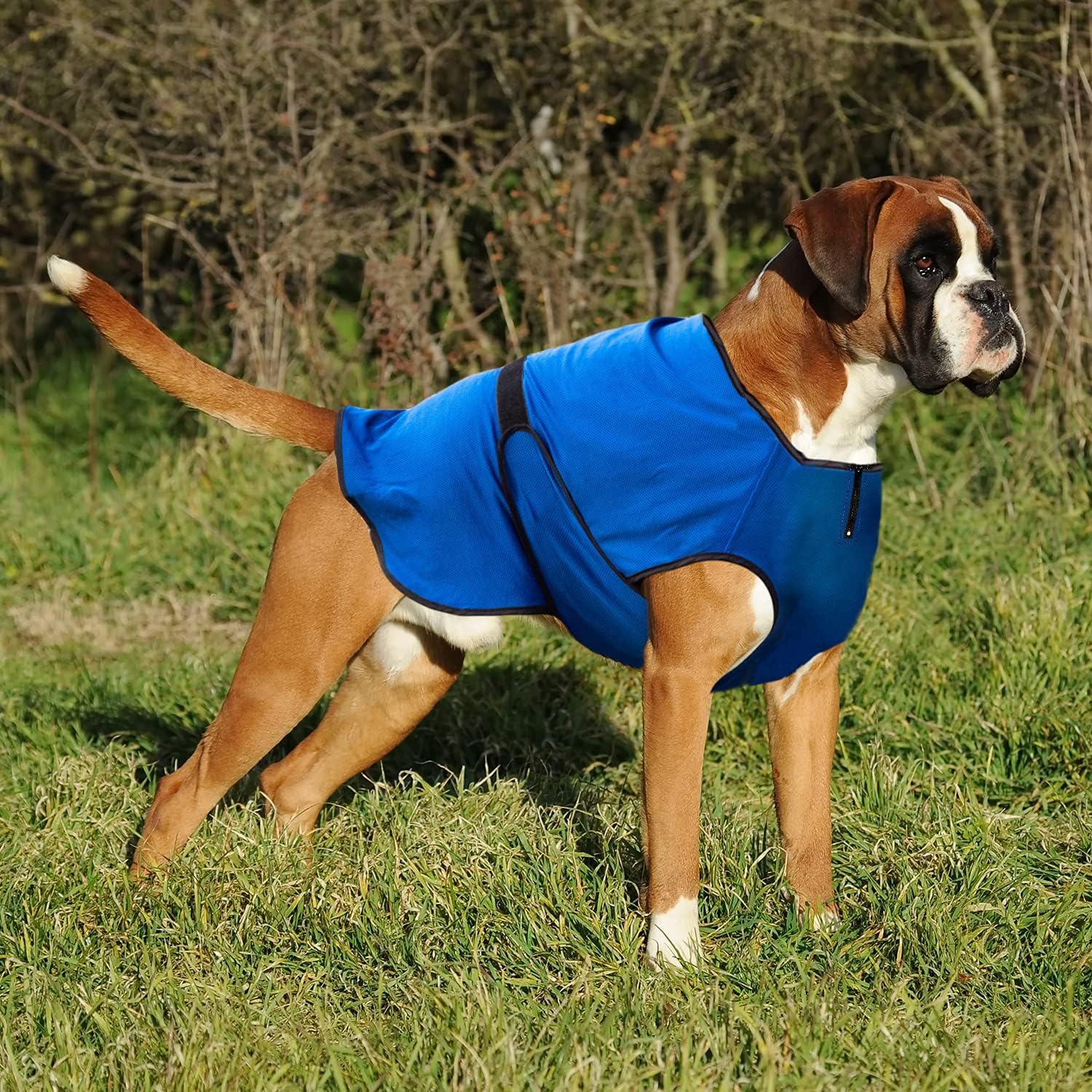 Lautus Pets Cooling Vest for Bulldogs