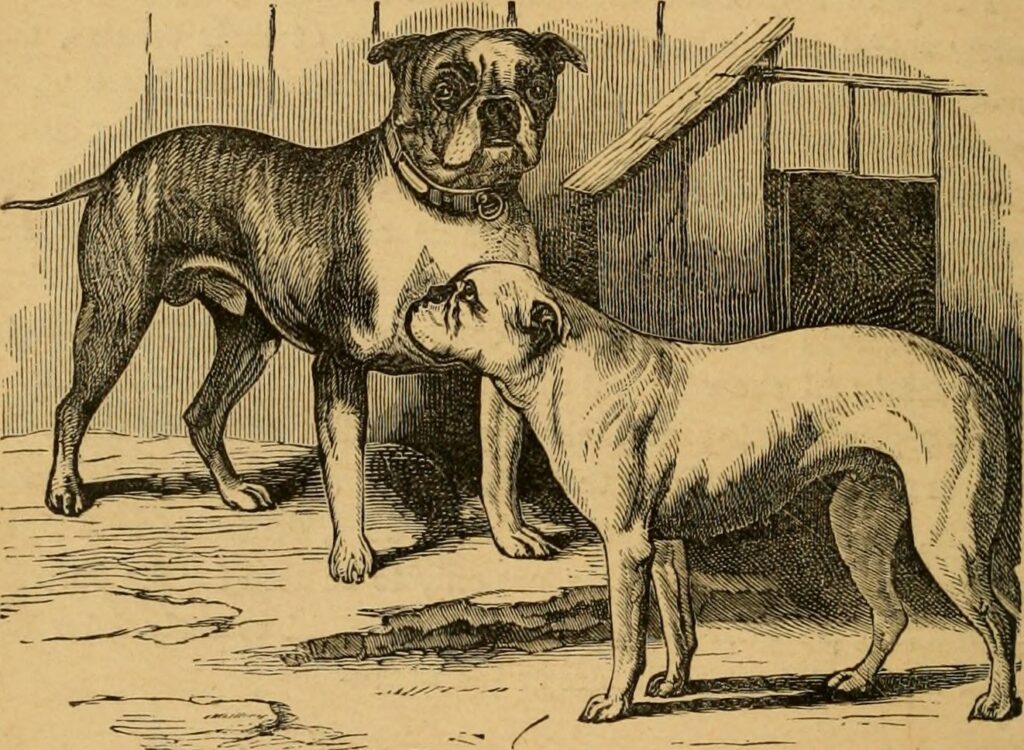 Old English Bulldog vs English Bulldog