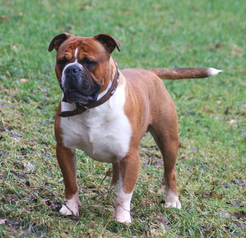 Olde English Bulldogs Bulldogge