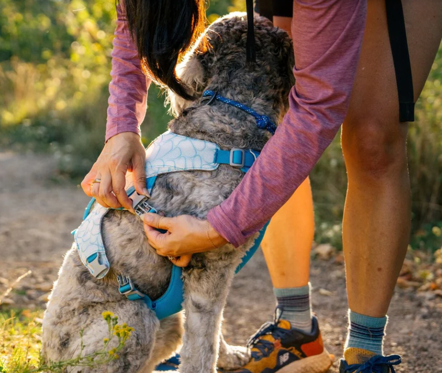 Swamp Cooler™ Dog Cooling Harness