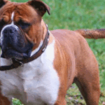 What Are Olde English Bulldogs Mixed With