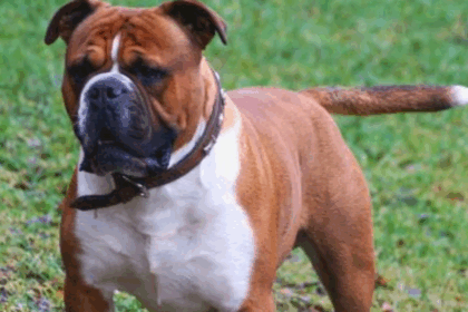 What Are Olde English Bulldogs Mixed With