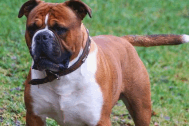 What Are Olde English Bulldogs Mixed With