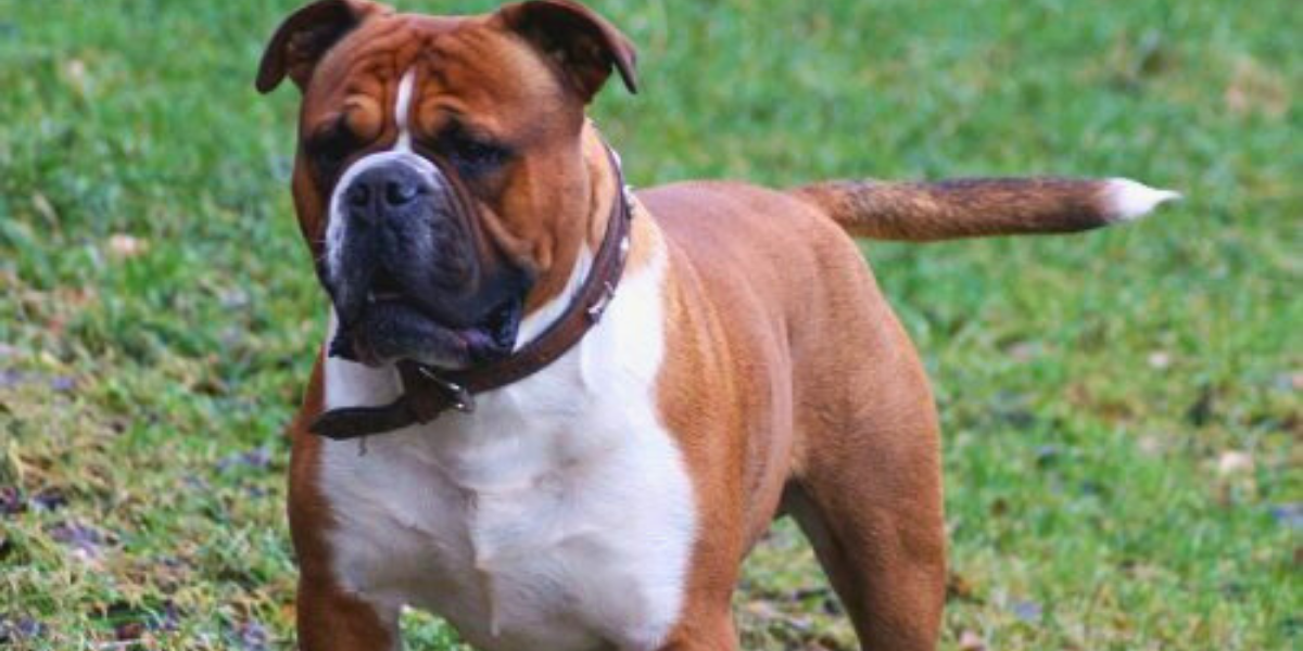 What Are Olde English Bulldogs Mixed With