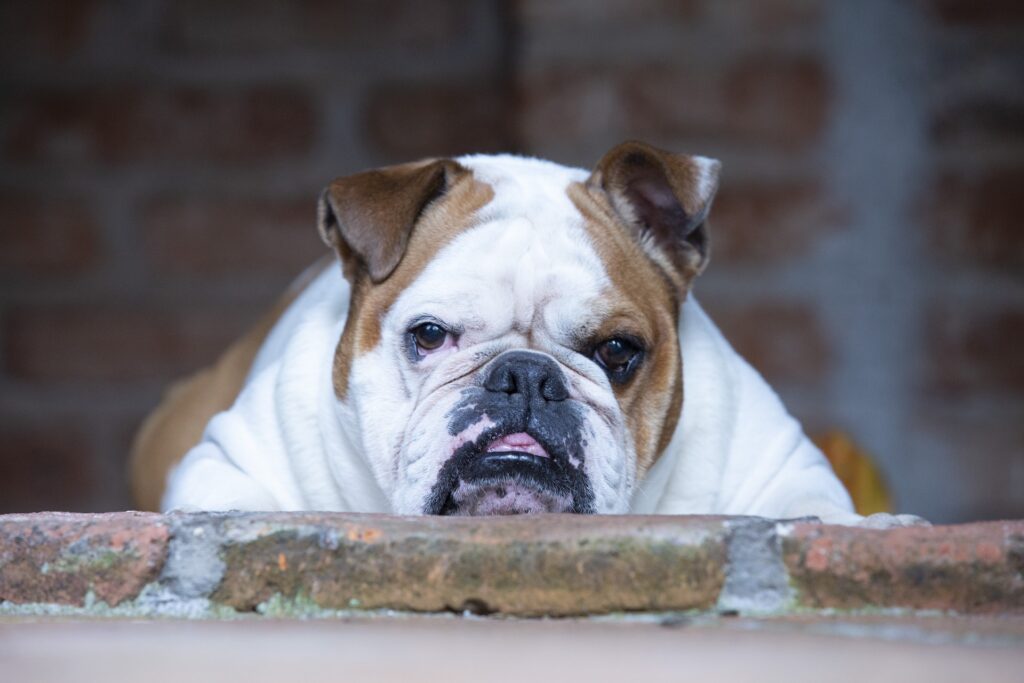 When English Bulldog Overheats