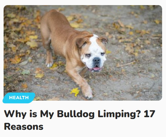 Why is My Bulldog Limping: 17 Reasons