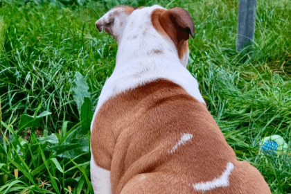 Why is My English Bulldog Stubborn