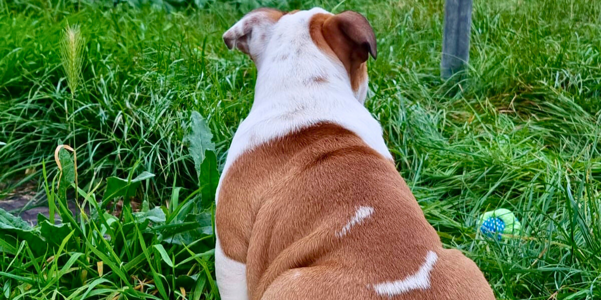 Why is My English Bulldog Stubborn