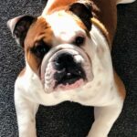 Why treats aren’t working to train your bulldog