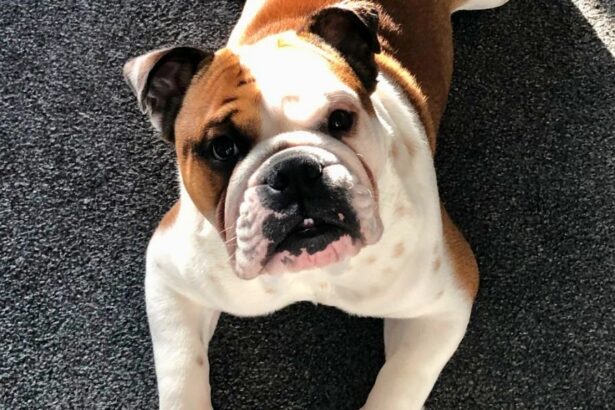 Why treats aren’t working to train your bulldog