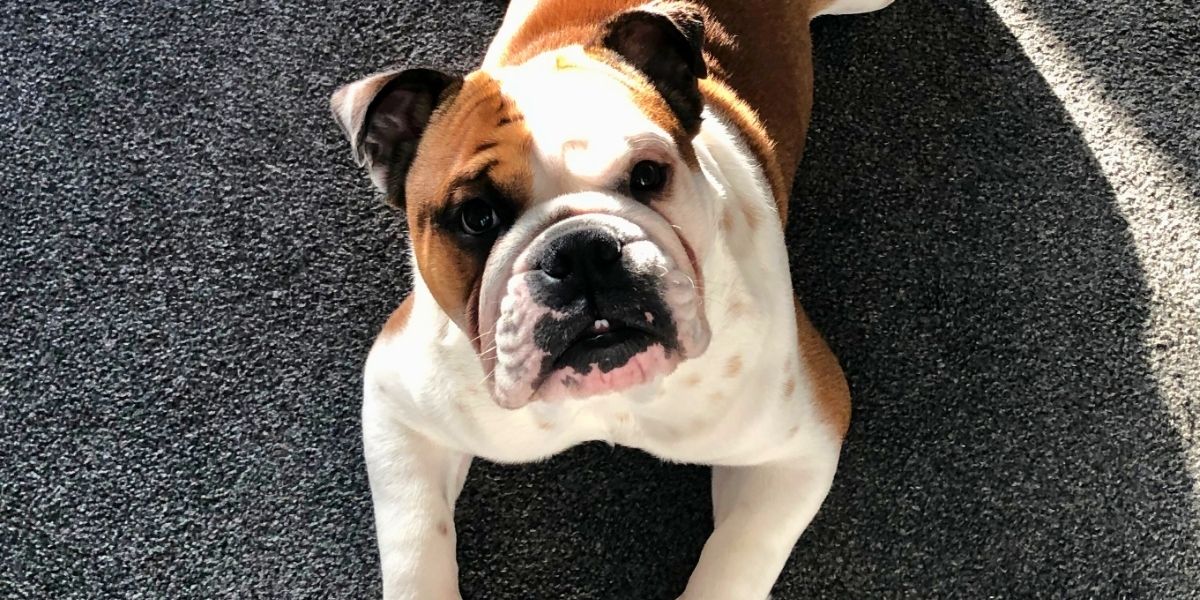 Why treats aren’t working to train your bulldog