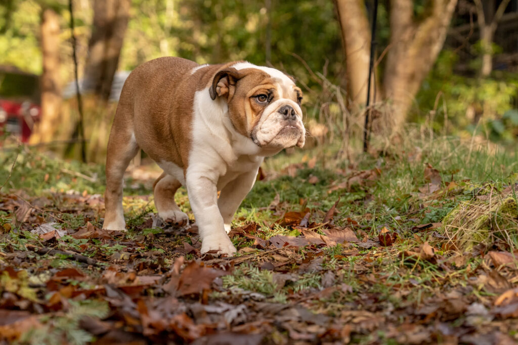 101 Training Bulldogs Tips