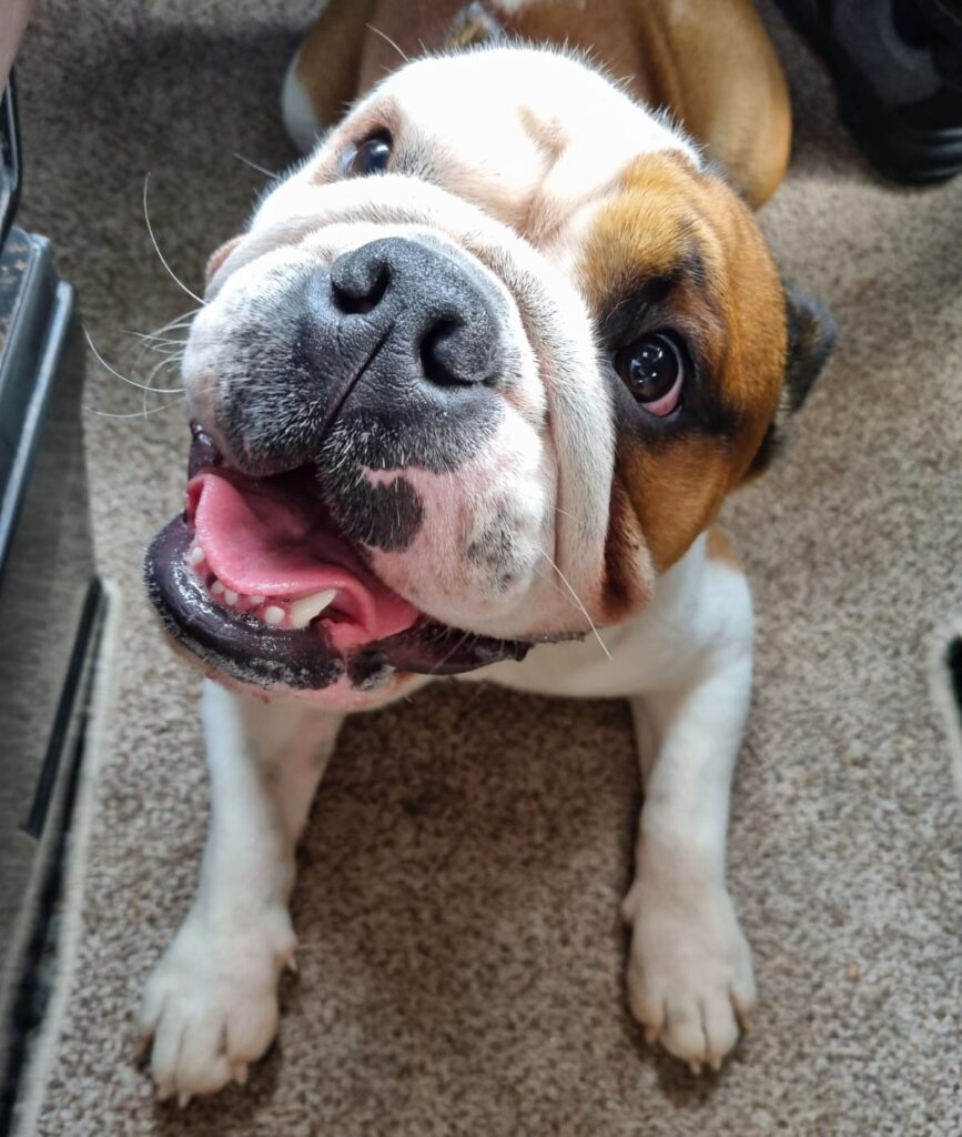 Guide to Training Bulldogs