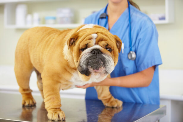 Neutering Male English Bulldogs