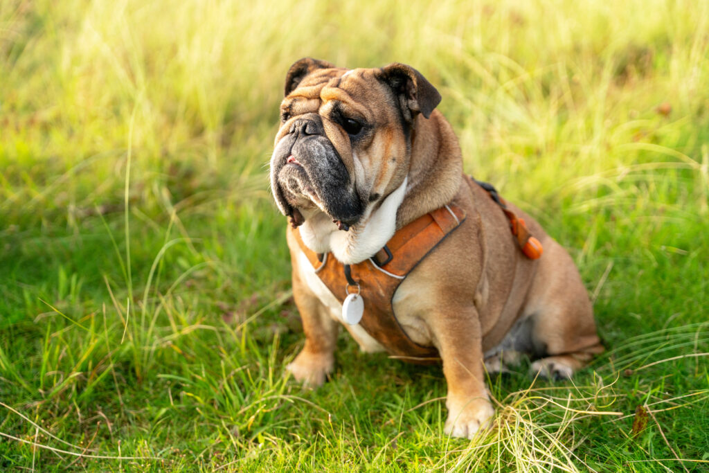 Neutering Male English Bulldogs