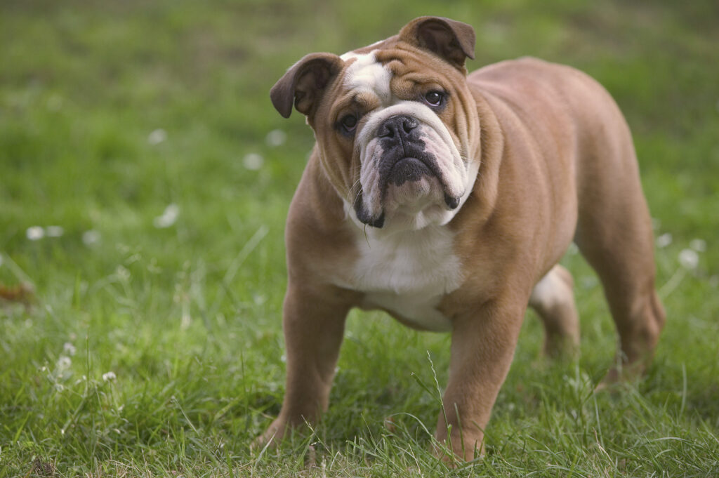 Tips Training Bulldogs