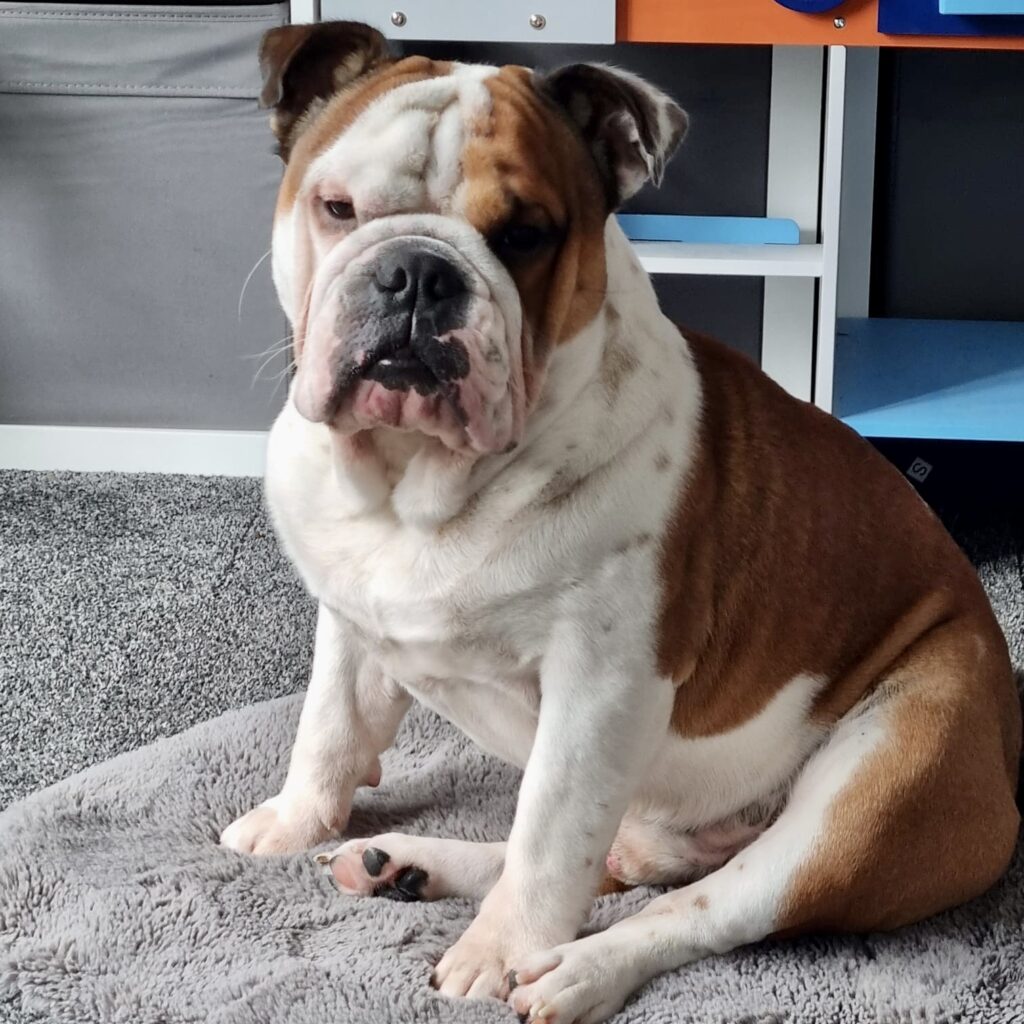 Train Inside Bulldog Training Tips