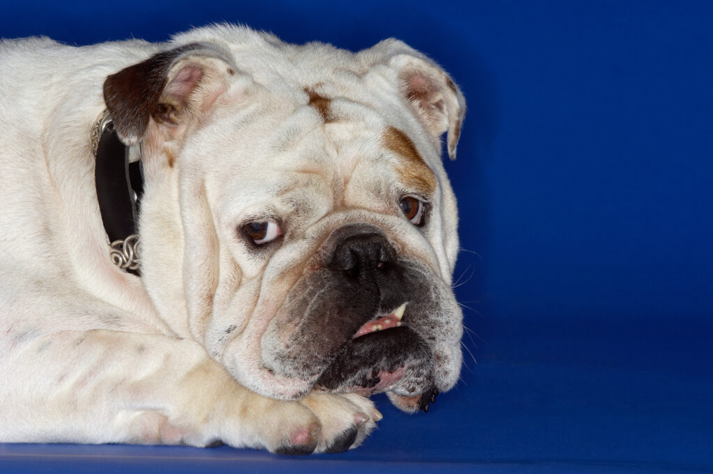 Training Bulldog Tips Stubborn