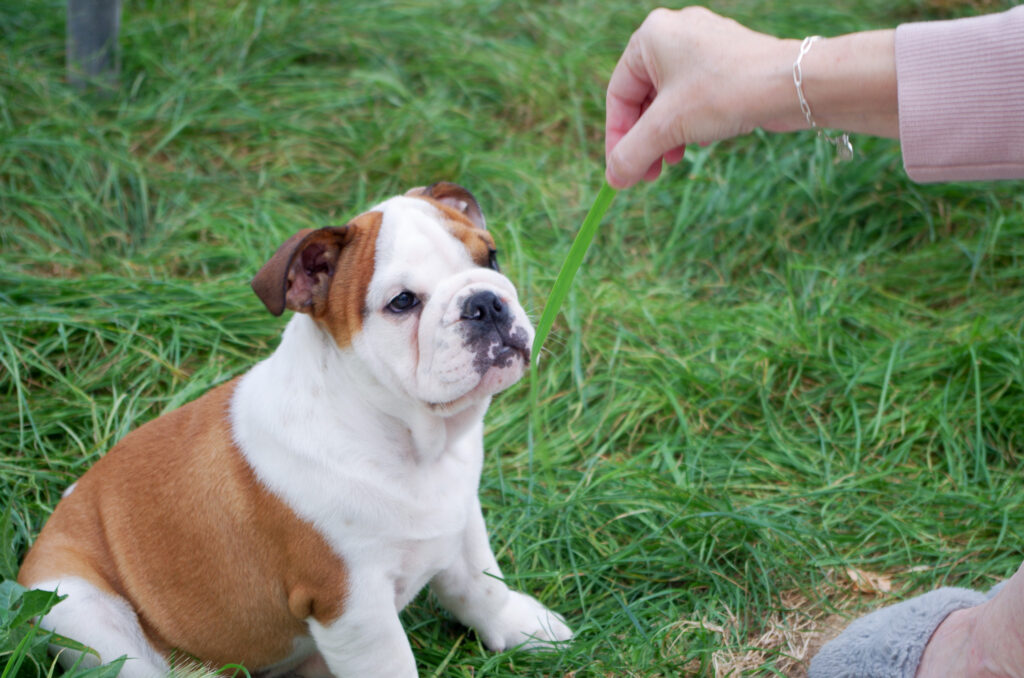 Training Bulldogs Treats Rewards
