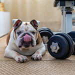 What is Bulldog Enrichment