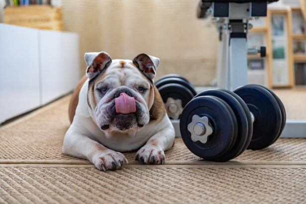 What is Bulldog Enrichment