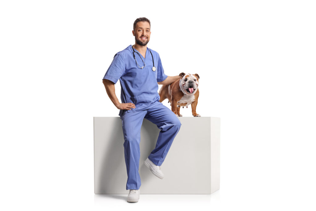 Guide to Neutering Male English Bulldogs Vet