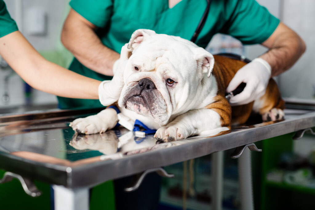 Guide to Neutering Male English Bulldogs Vet Table