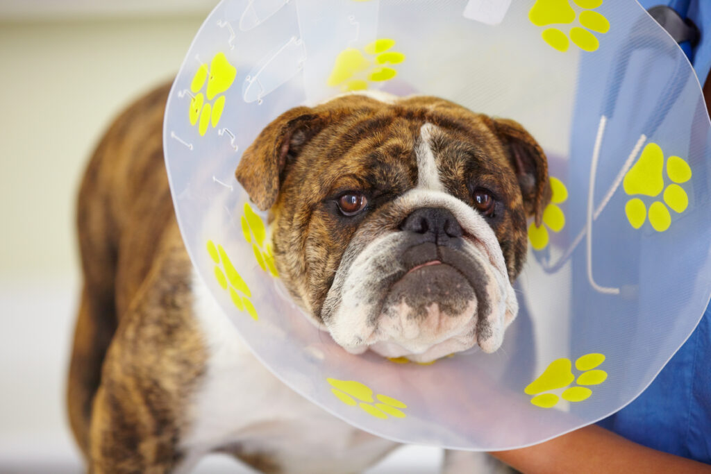 Neutering English Bulldogs